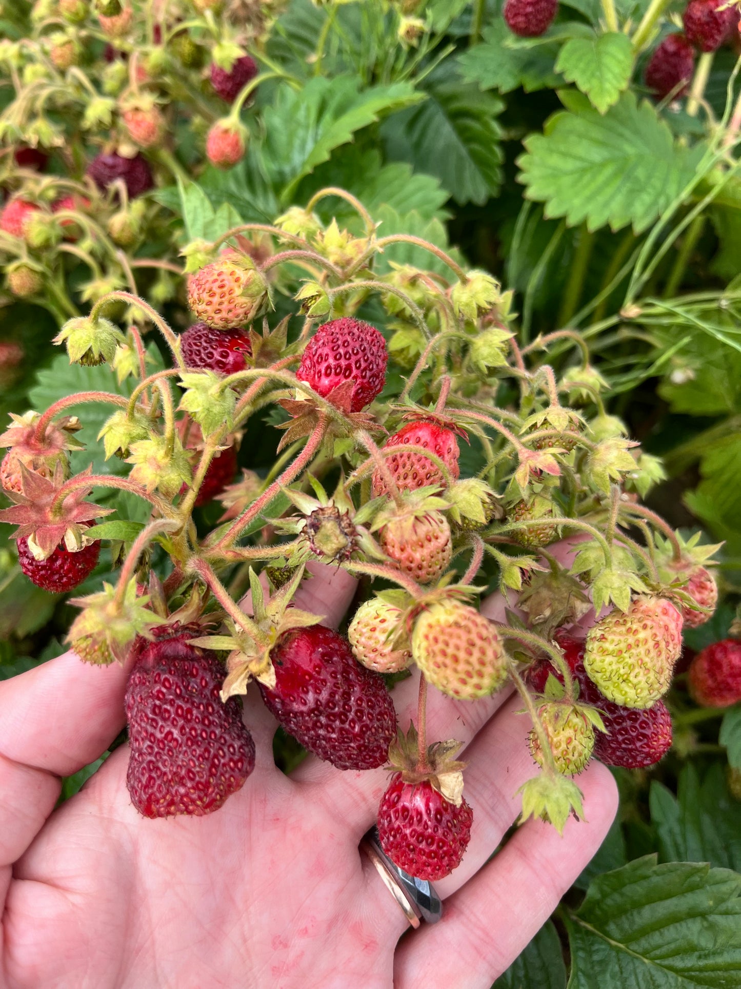 Žembraškių PENELOPA daigai 10 vnt.