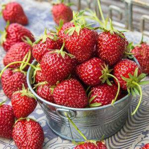 Braškių MARA DES BOIS daigai 10 vnt.