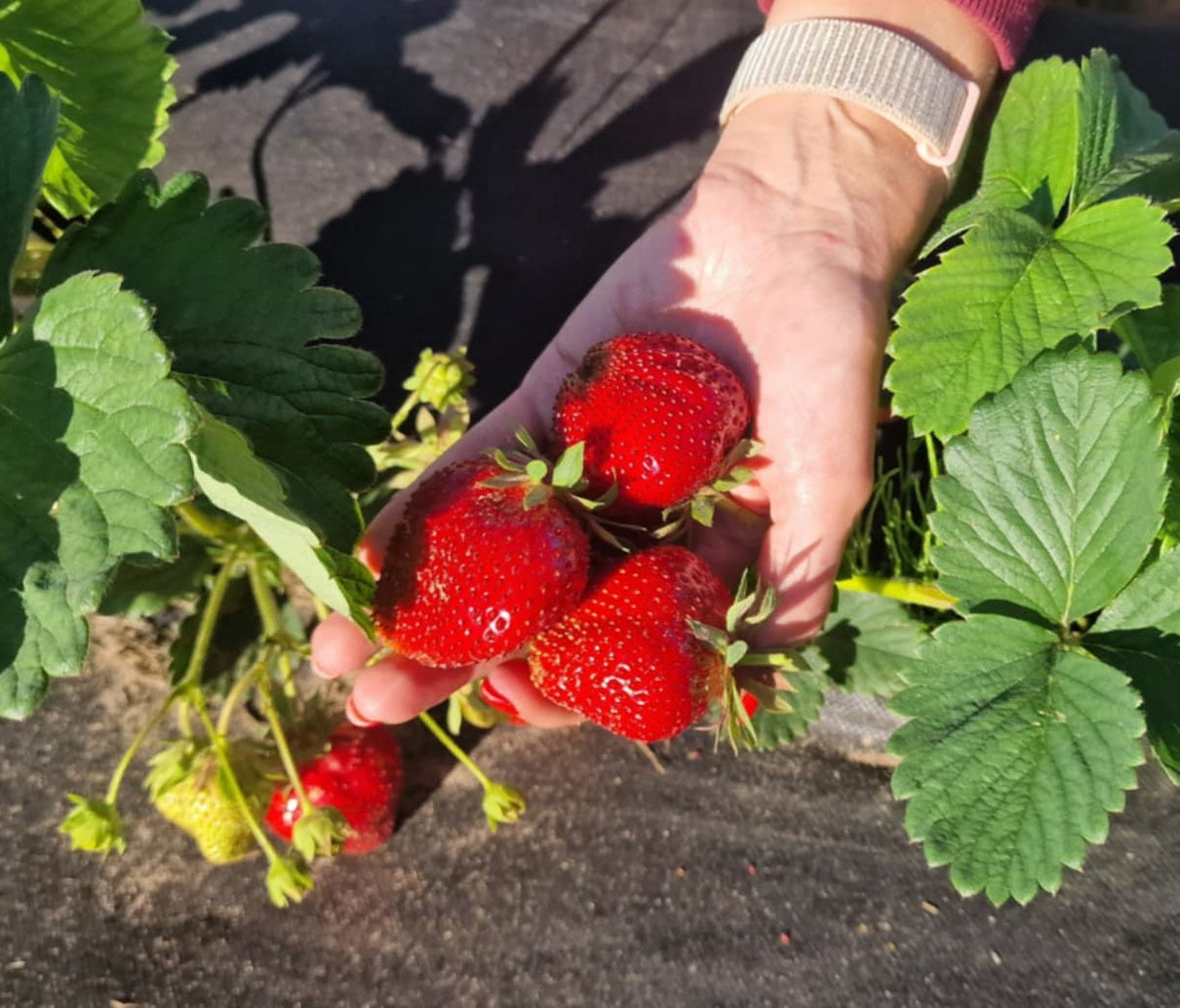 Braškių GIGANTELLA MAXIM daigai 10 vnt.