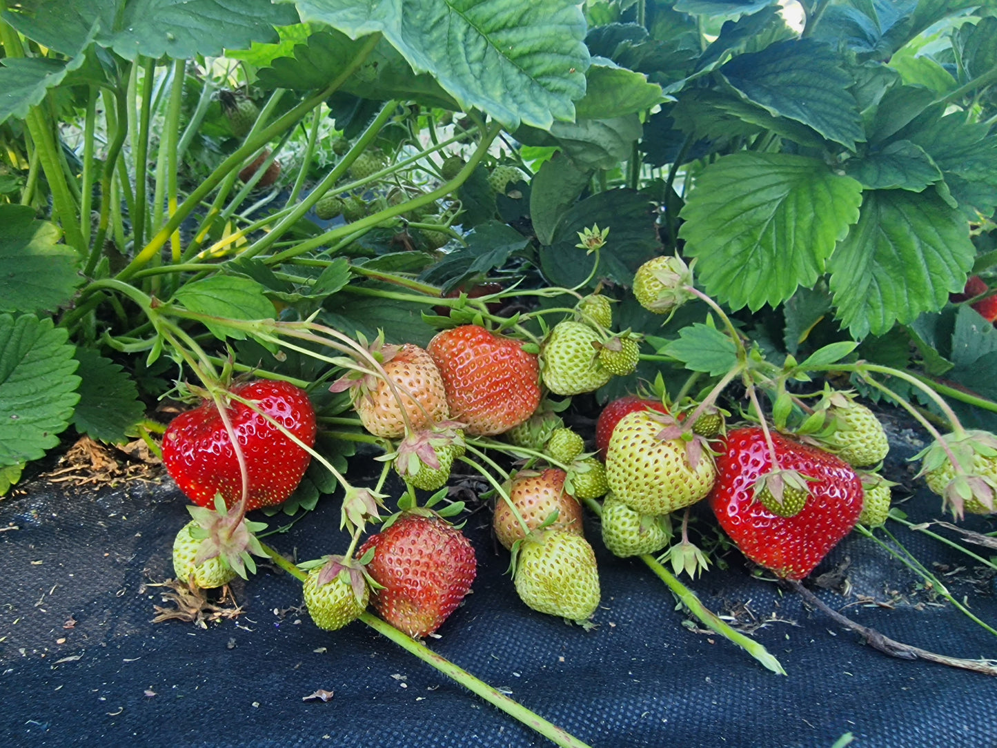 Braškių GIGANTELLA MAXIM daigai A+ 10 vnt.