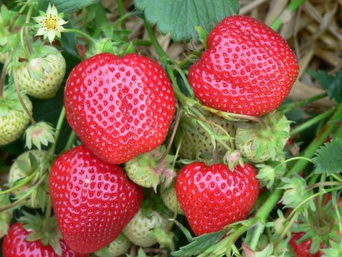 Braškių DAROYAL daigai  A+ 10vnt.