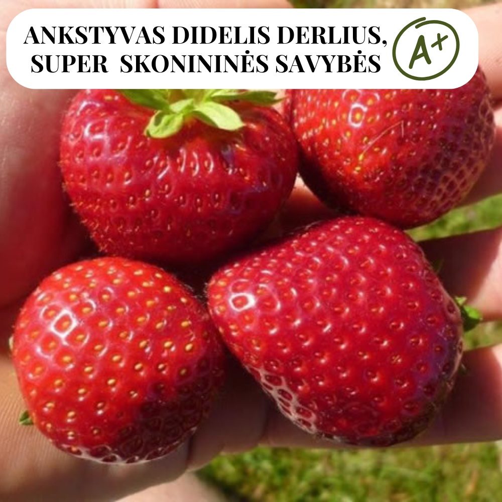 Braškių DAROYAL daigai  A+ 10vnt.