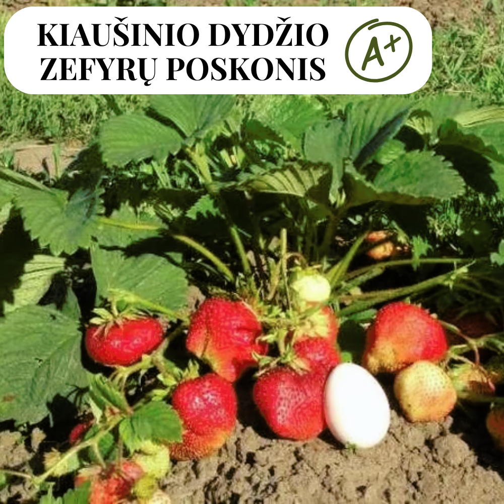 Braškių GIGANTELLA MAXIM daigai A+ 10 vnt.