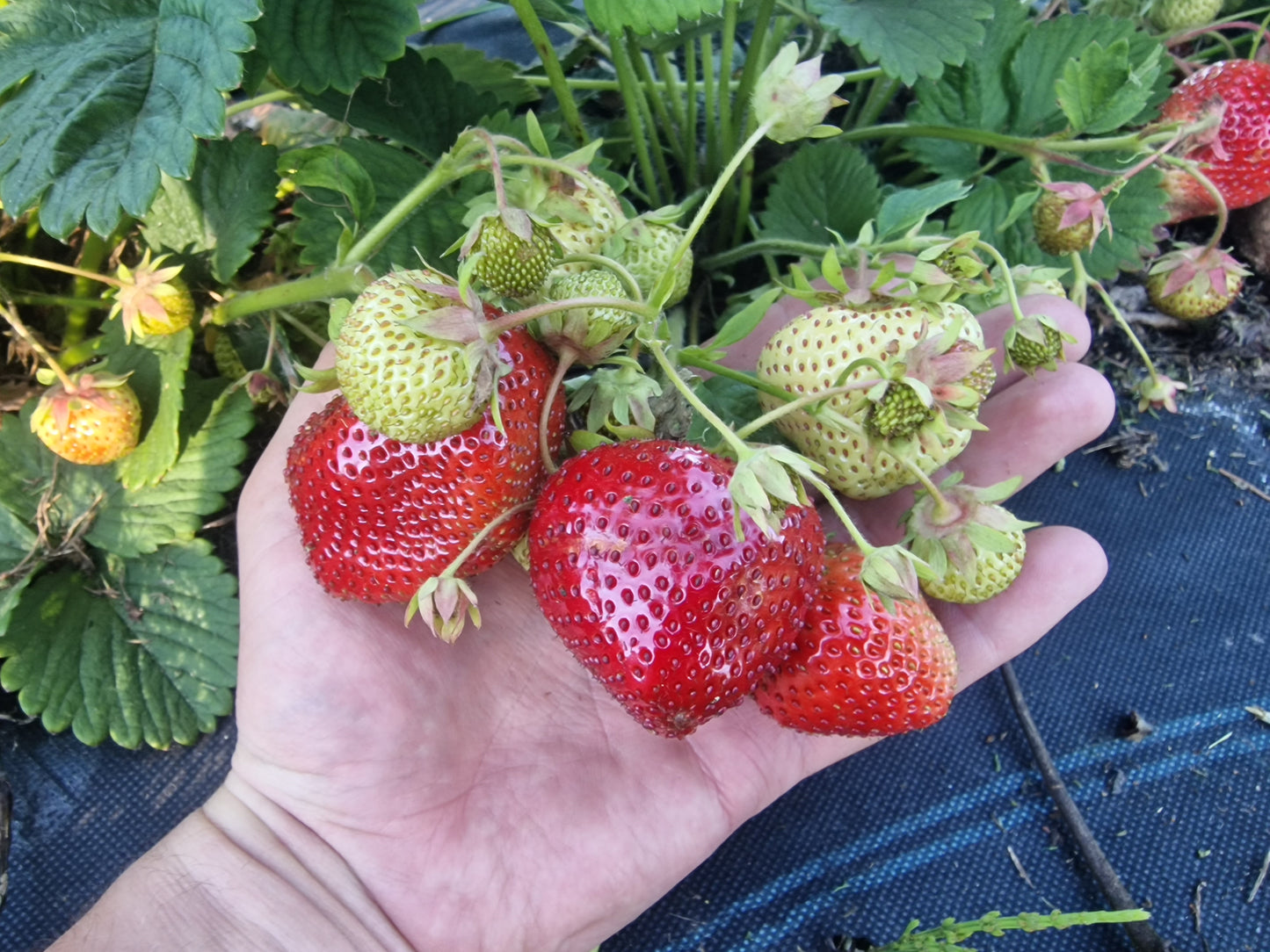 Braškių GIGANTELLA MAXIM daigai A+ 10 vnt.