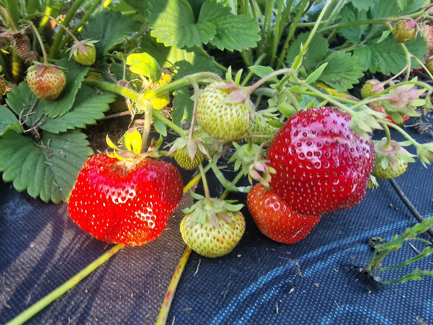 Braškių GIGANTELLA MAXIM daigai A+ 10 vnt.