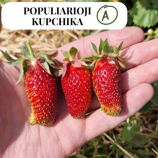 Žembraškių KUPCHIKA daigai 10 vnt.