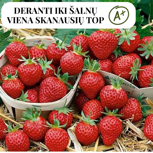 Braškių MARA DES BOIS daigai A+ 10 vnt.