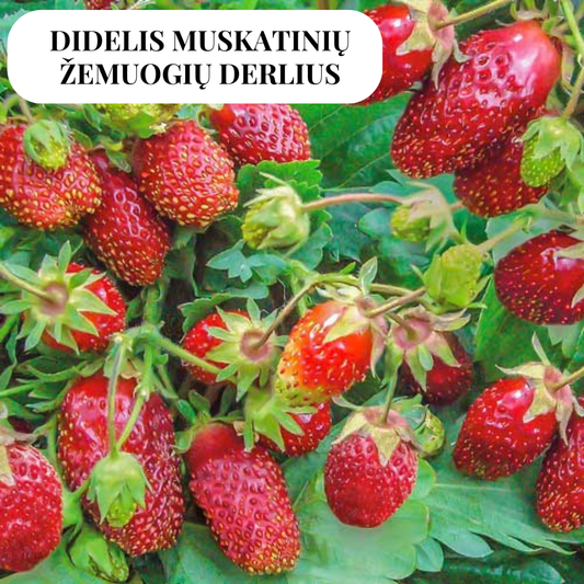 Žembraškių PENELOPA daigai 10 vnt.